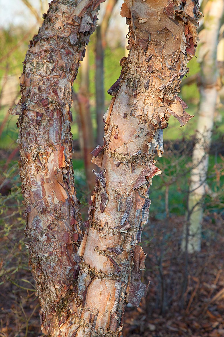 Betula nigra Heritage 'Cully'
