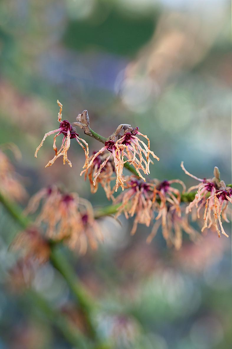 Hamamelis x intermedia 'Spanish Spider'