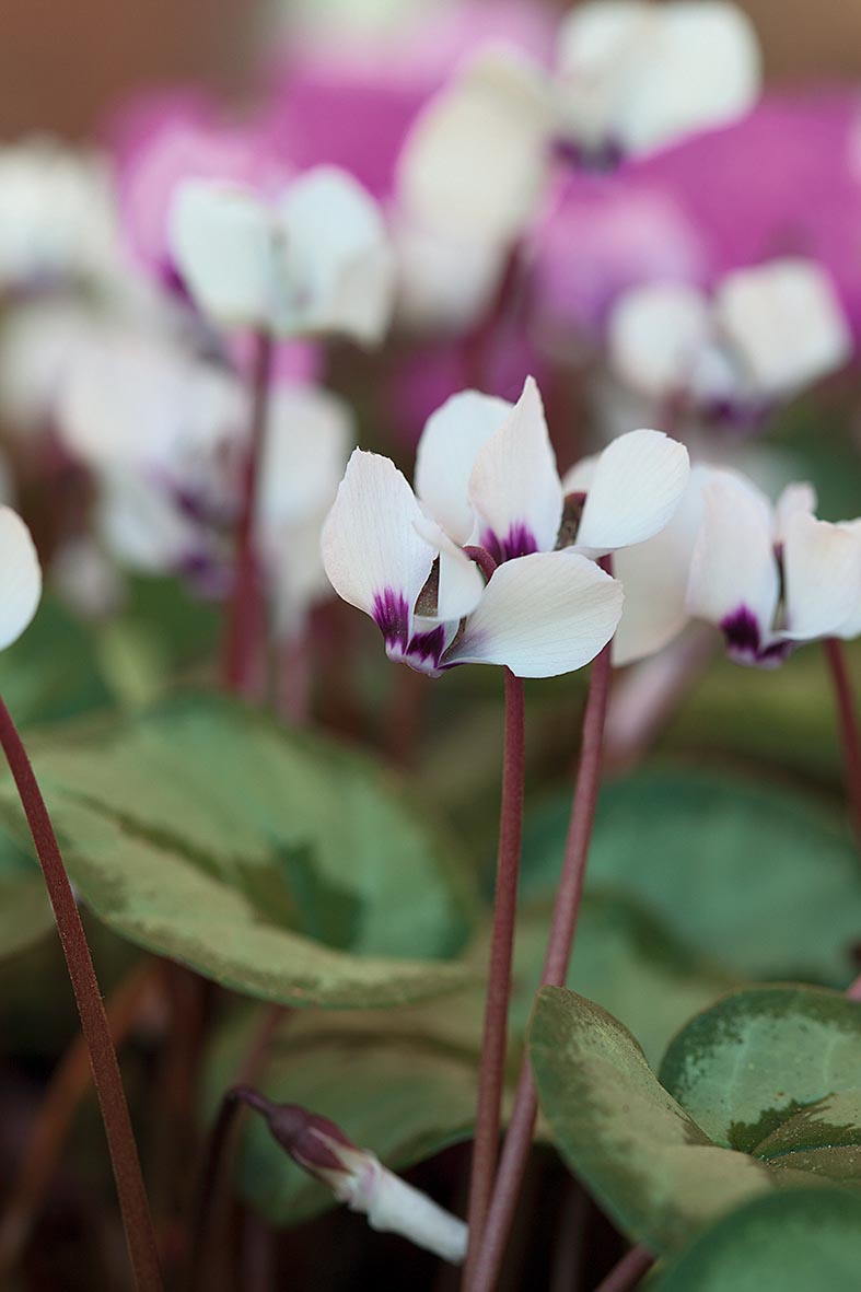 Cyclamen coum 'Album'