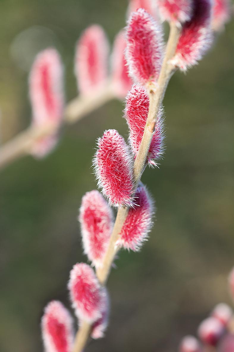 Salix chaenomeloides 'Mount Aso'