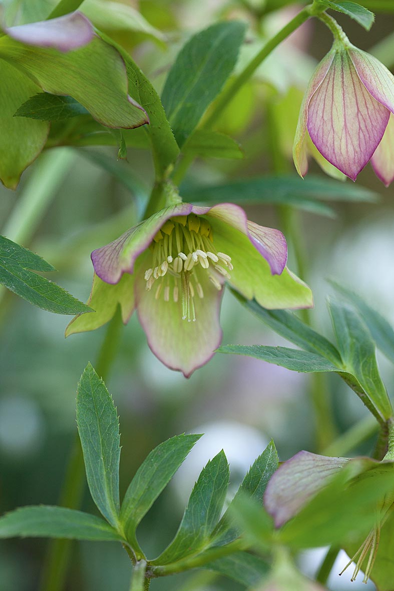 Helleborus croaticus