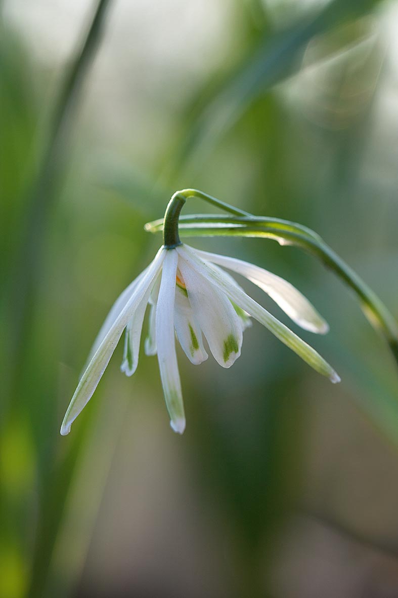 Galanthus 'Etoile des Neiges'
