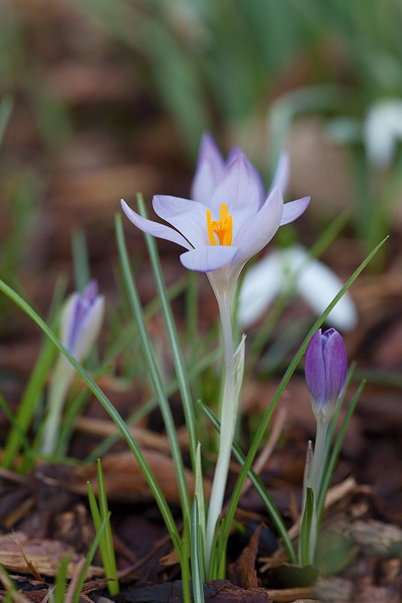 Crocus tommasinianus
