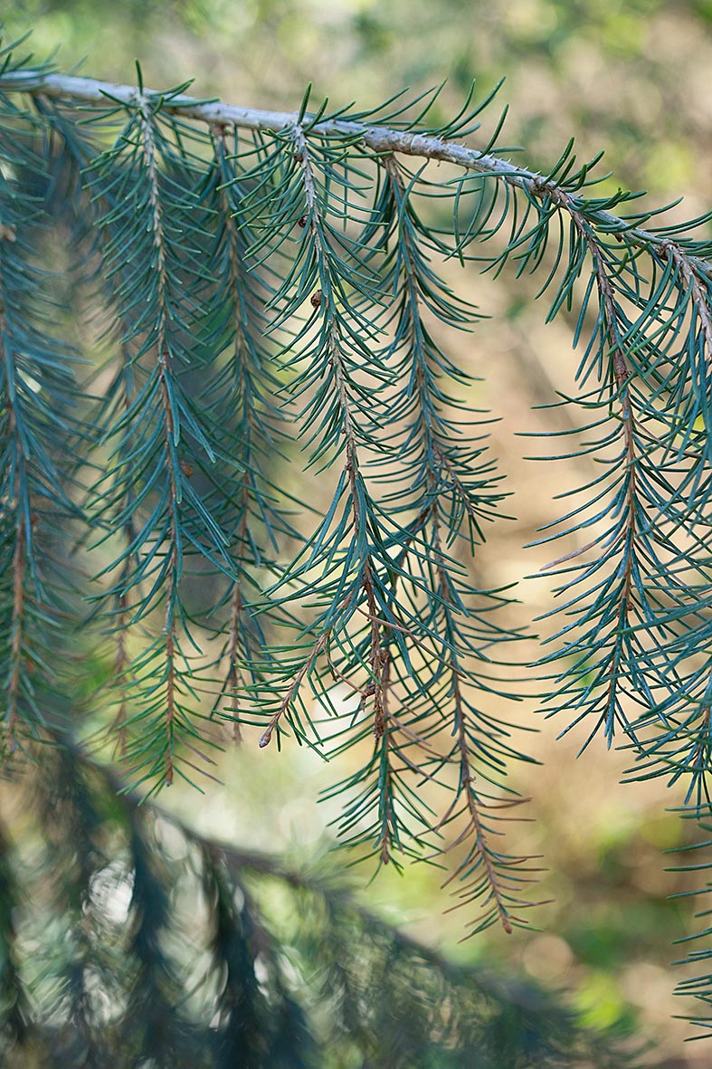 Picea breweriana