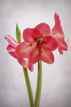 Hippeastrum ‘Lagoon’ The huge, rich-pink flowers with wide petals make this amaryllis really stand out. Often producing two stems, this cultivar has all the characteristics expected from the Galaxy Group. 60cm. AGM. RHS H2. Hippeastrum ‘Lagoon’ The huge, rich-pink flowers with wide petals make this amaryllis really stand out. Often producing two stems, this cultivar has all the characteristics expected from the Galaxy Group. 60cm. AGM. RHS H2.