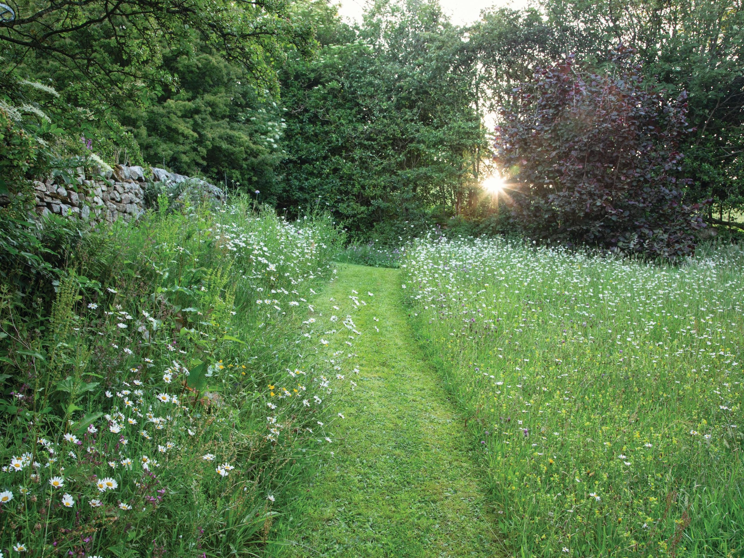 Meadow