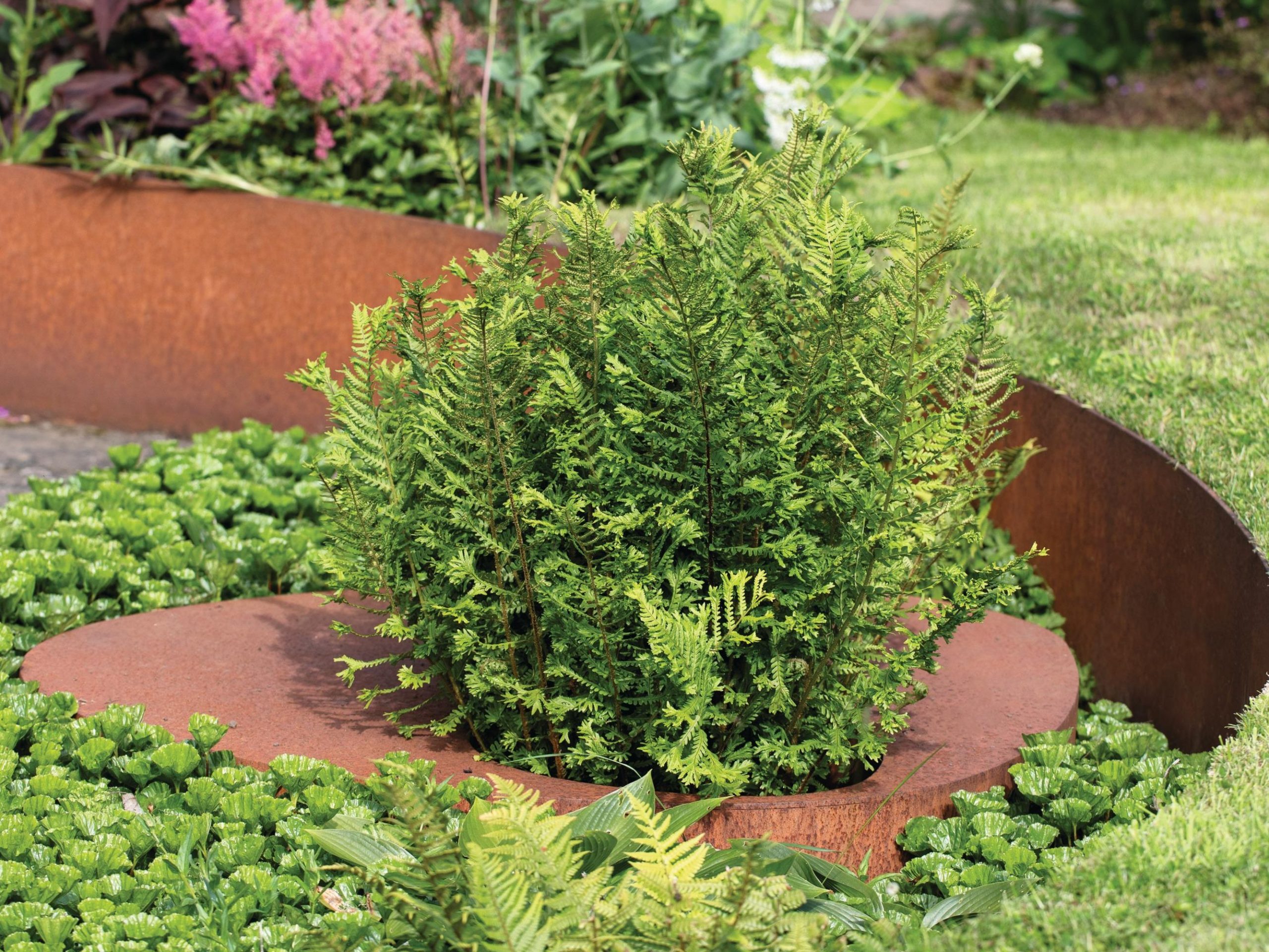 Garden plants