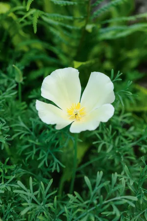 Eschscholtzia californica ‘Alba’ Eschscholtzia californica ‘Alba’
