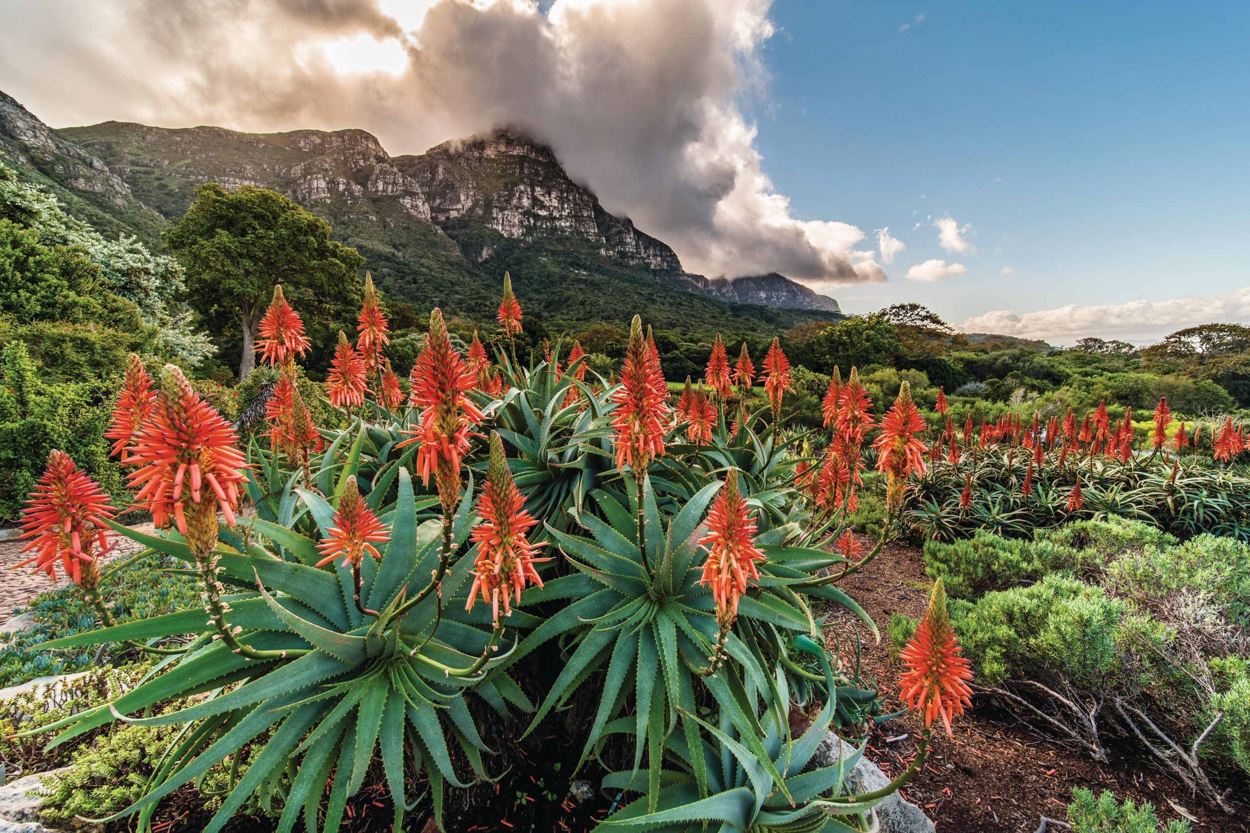 Kirstenbosch National Botanical Garden i