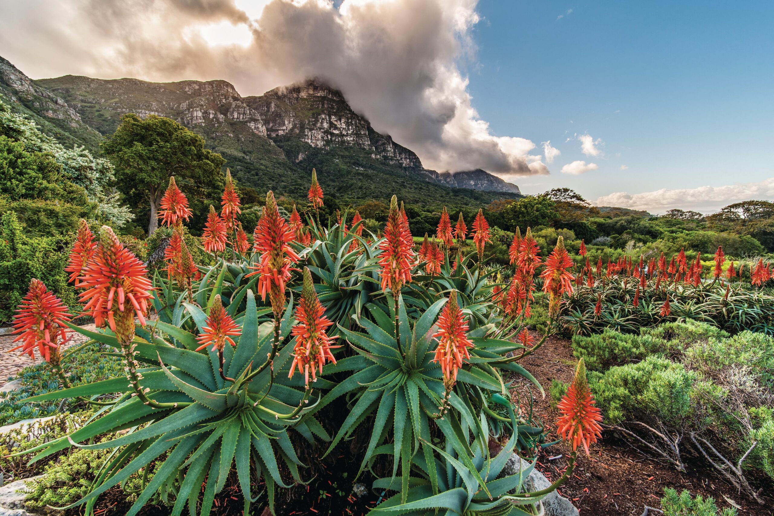 Kirstenbosch National Botanical Garden i