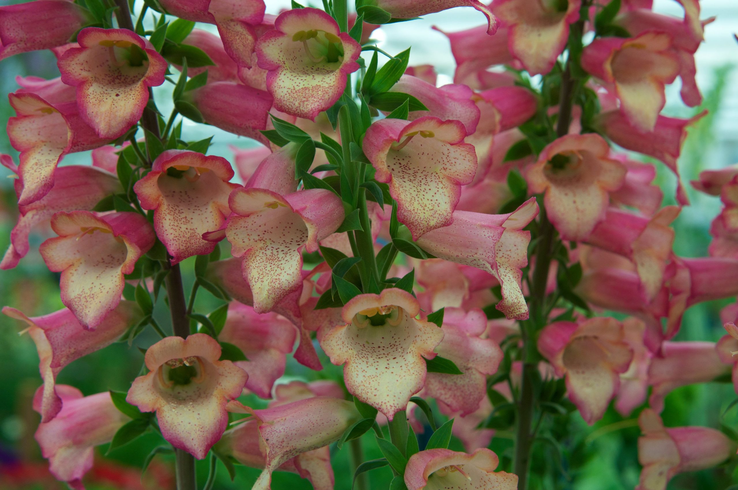 Digitalis 'Illumination Pink'