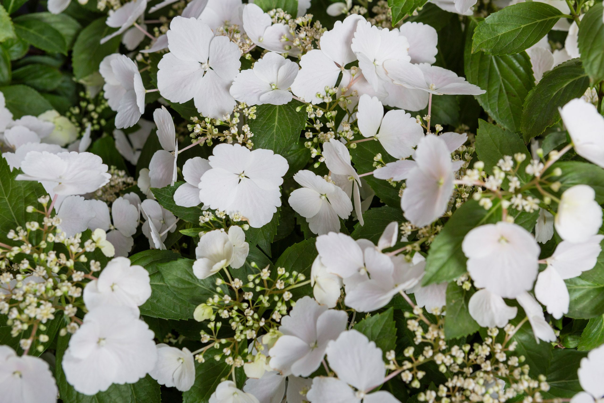 Hydrangea Runaway Bride Snow White = 'Ushyd0405'
