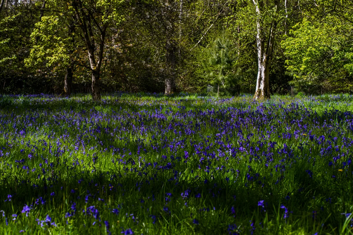 Bluebells at Westonbirt Arboretum Bluebells at Westonbirt Arboretum