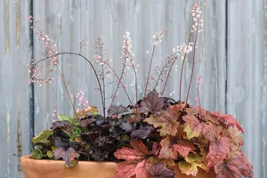 A pot using heucheras, heucherellas and tiarellas A pot using heucheras, heucherellas and tiarellas