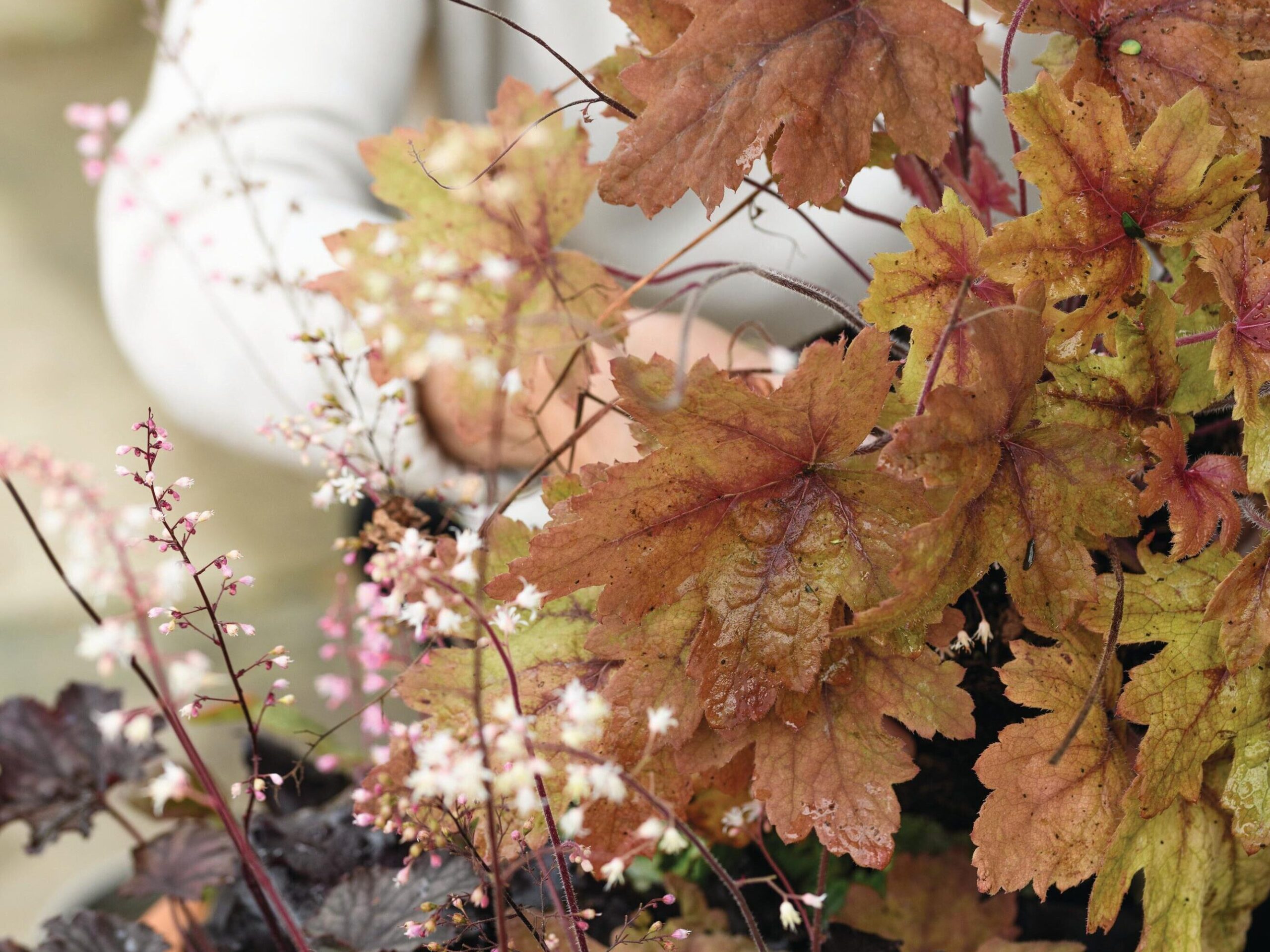 Jo Thompson creating her autumn pot using heucheras, heucherellas and tiarellas