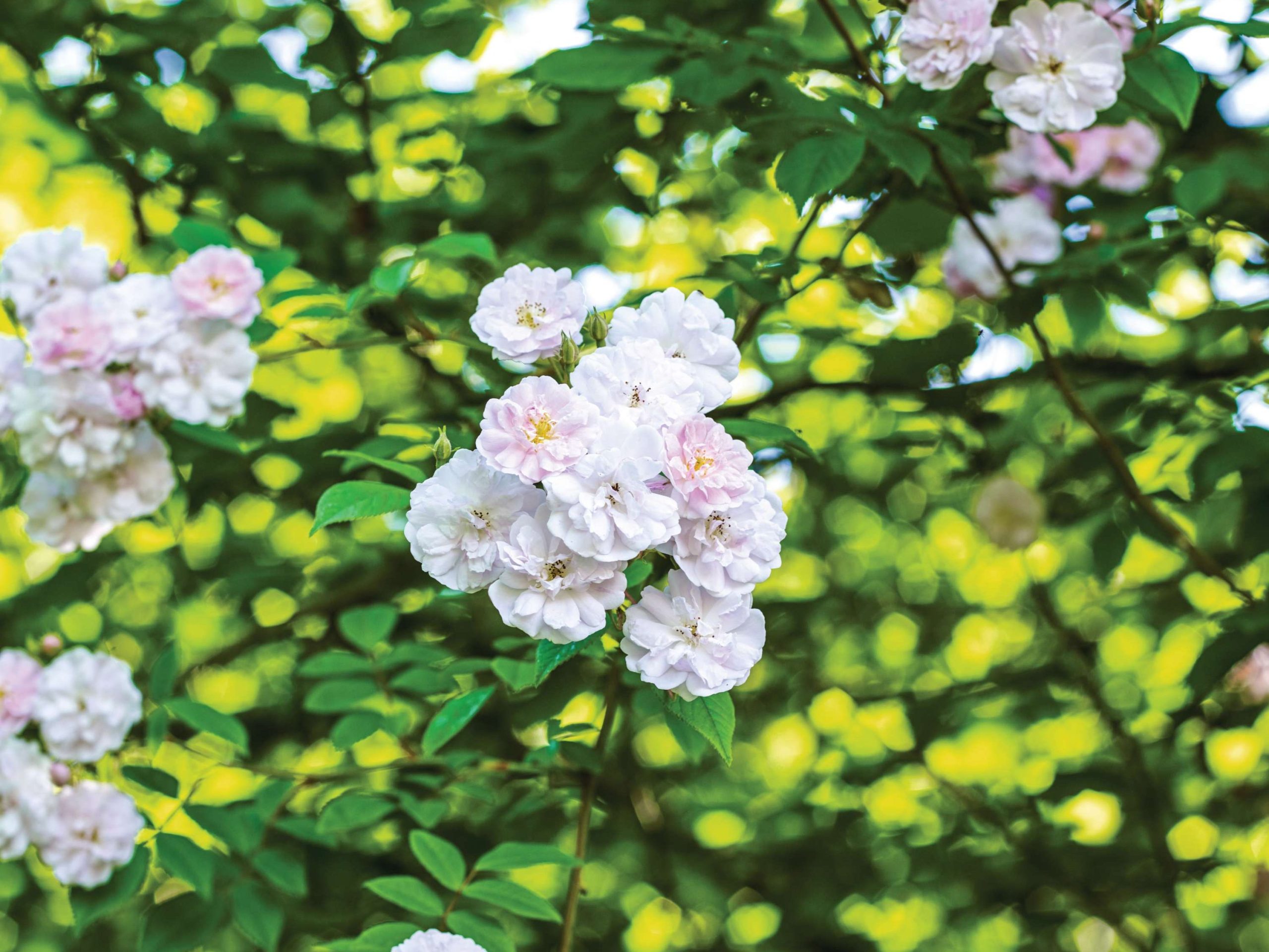 Rosa ‘Paul’s Himalayan Musk’