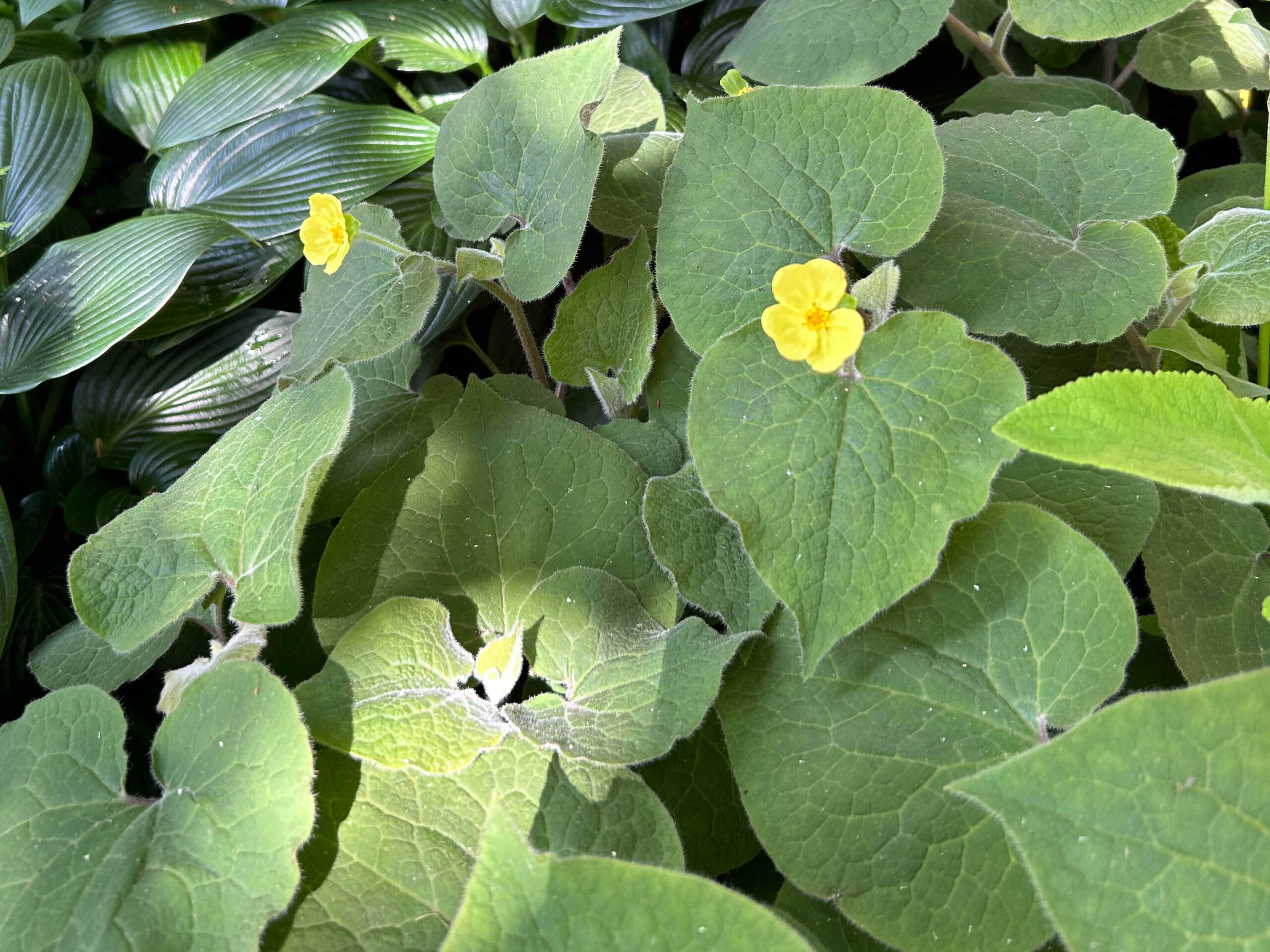 Saruma henryi