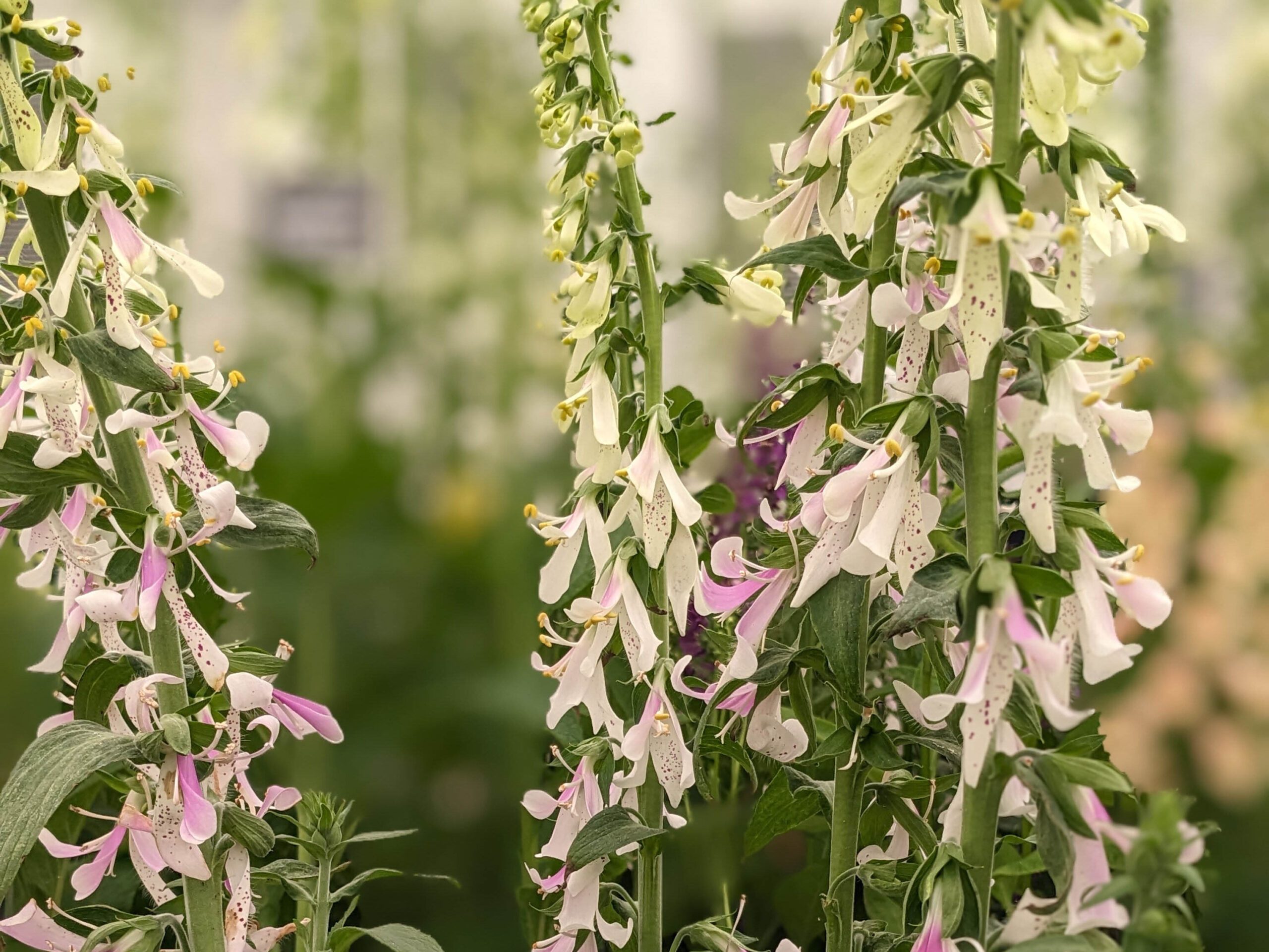 Digitalis 'Appleblossom'
