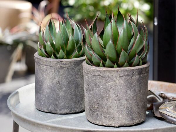 Agave 'Praying Hands'