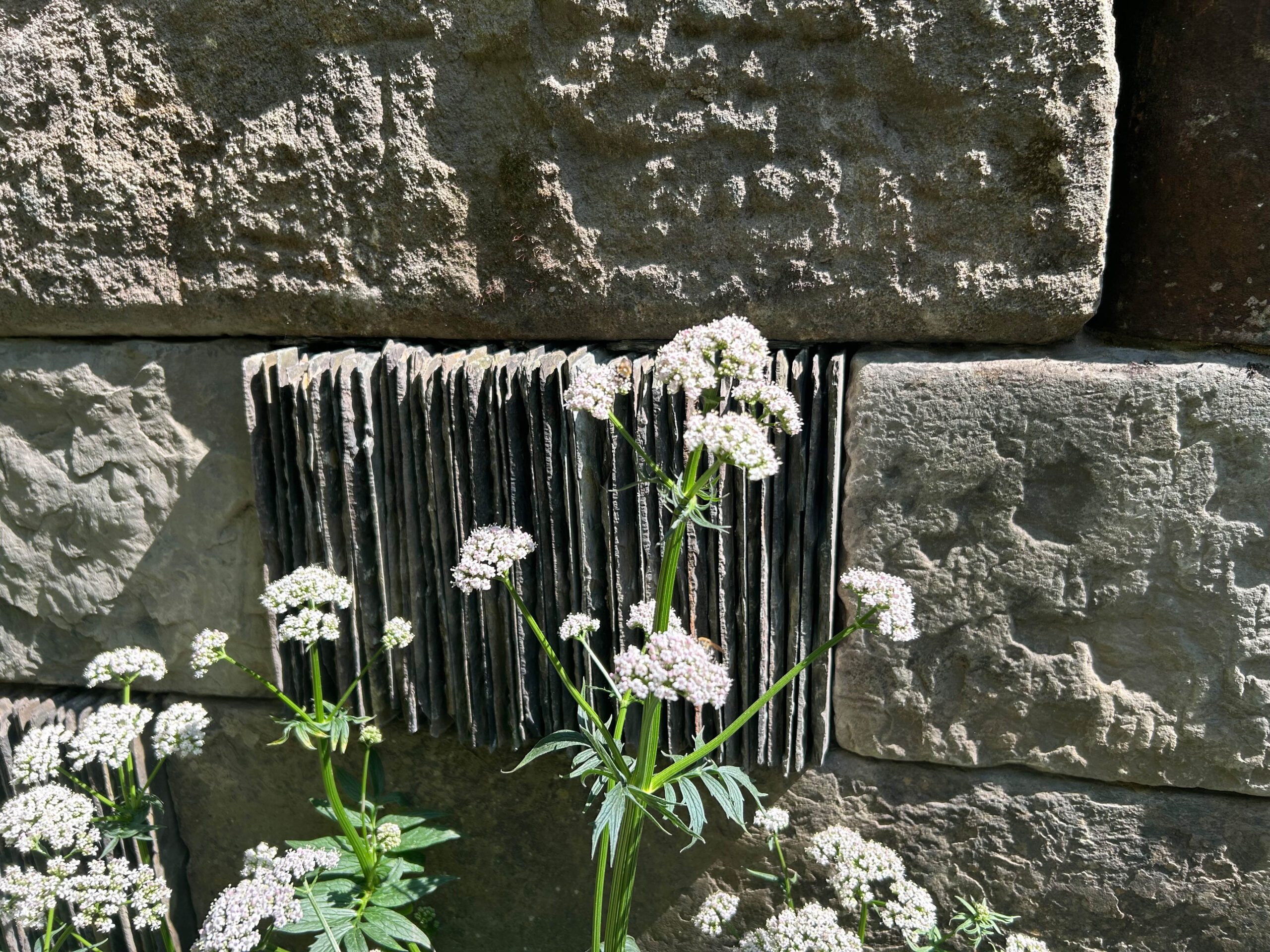 Valeriana officinalis