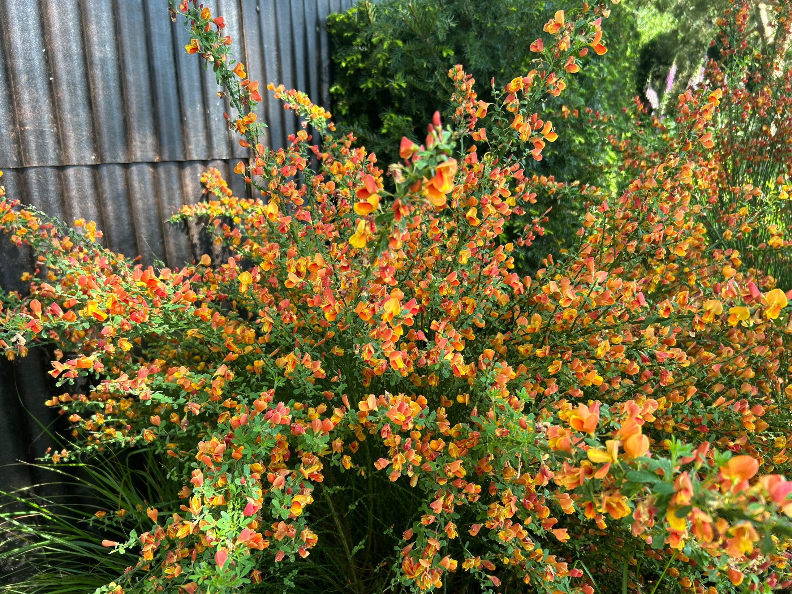 Cytisus 'Lena'