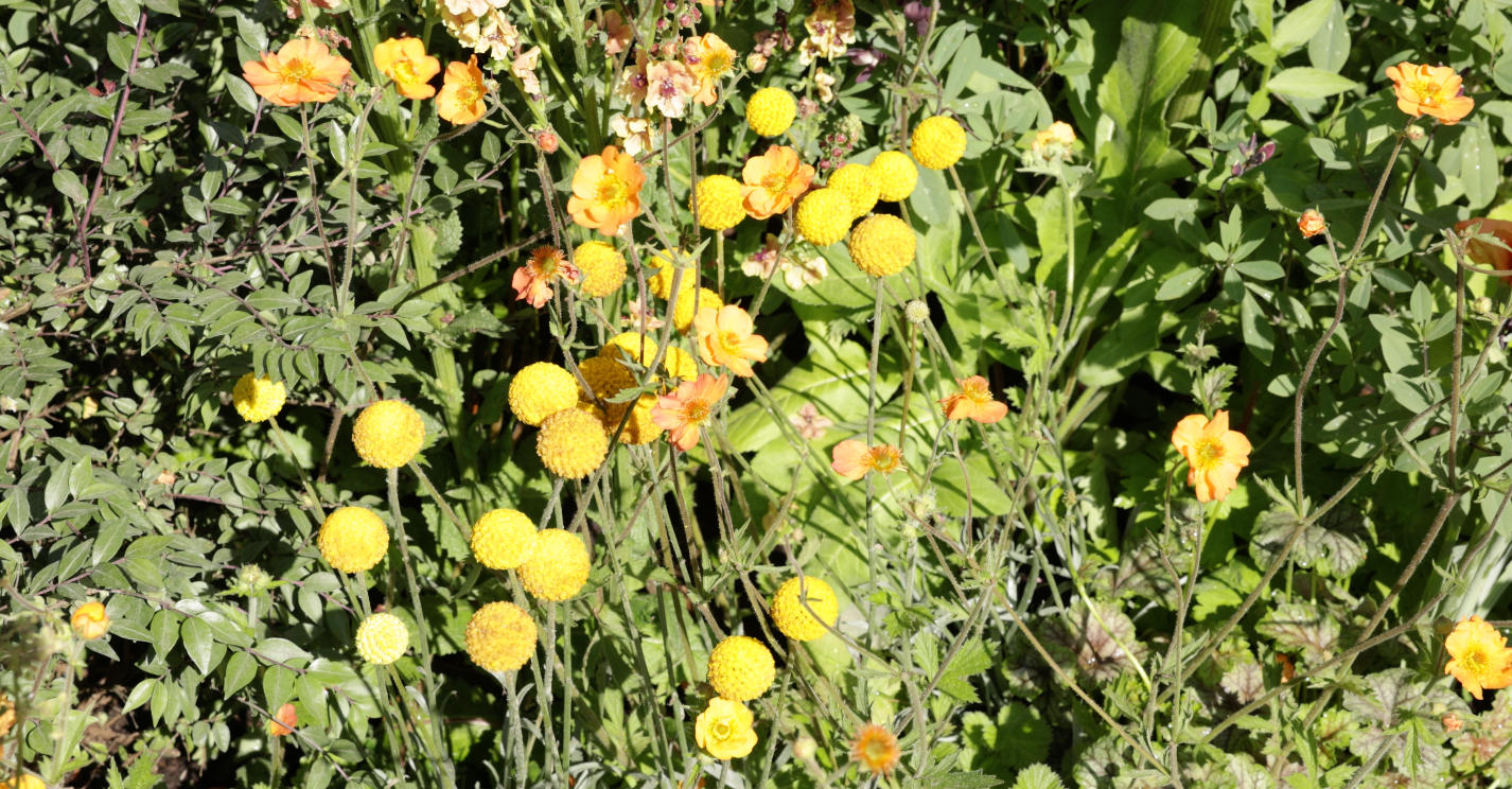 Craspedia globosa