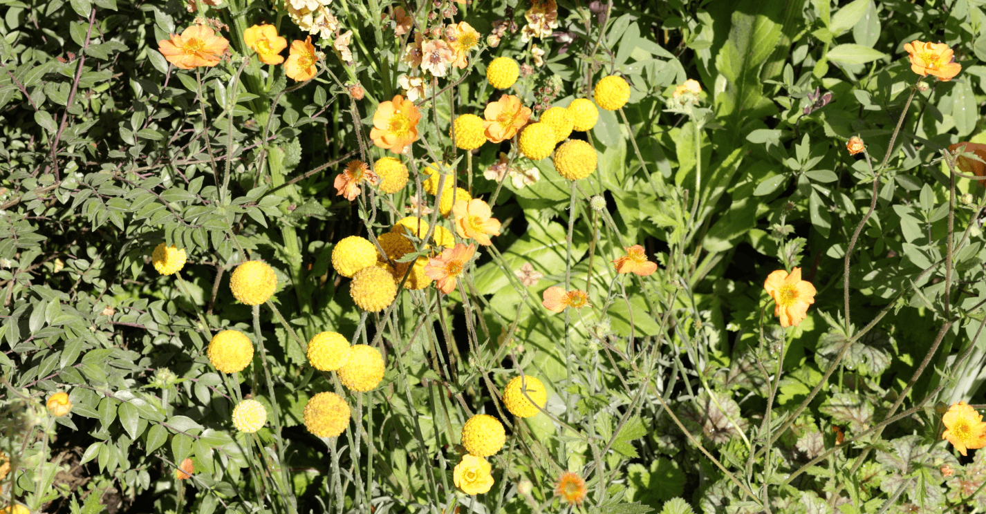 Craspedia globosa
