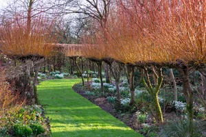 Higher Cherubeer A winding grass path at Higher Cherubeer is flanked by a colonnade of Salix alba var. vitellina ‘Britzensis’ ornamented with hellebores, snowdrops and other early bulbs