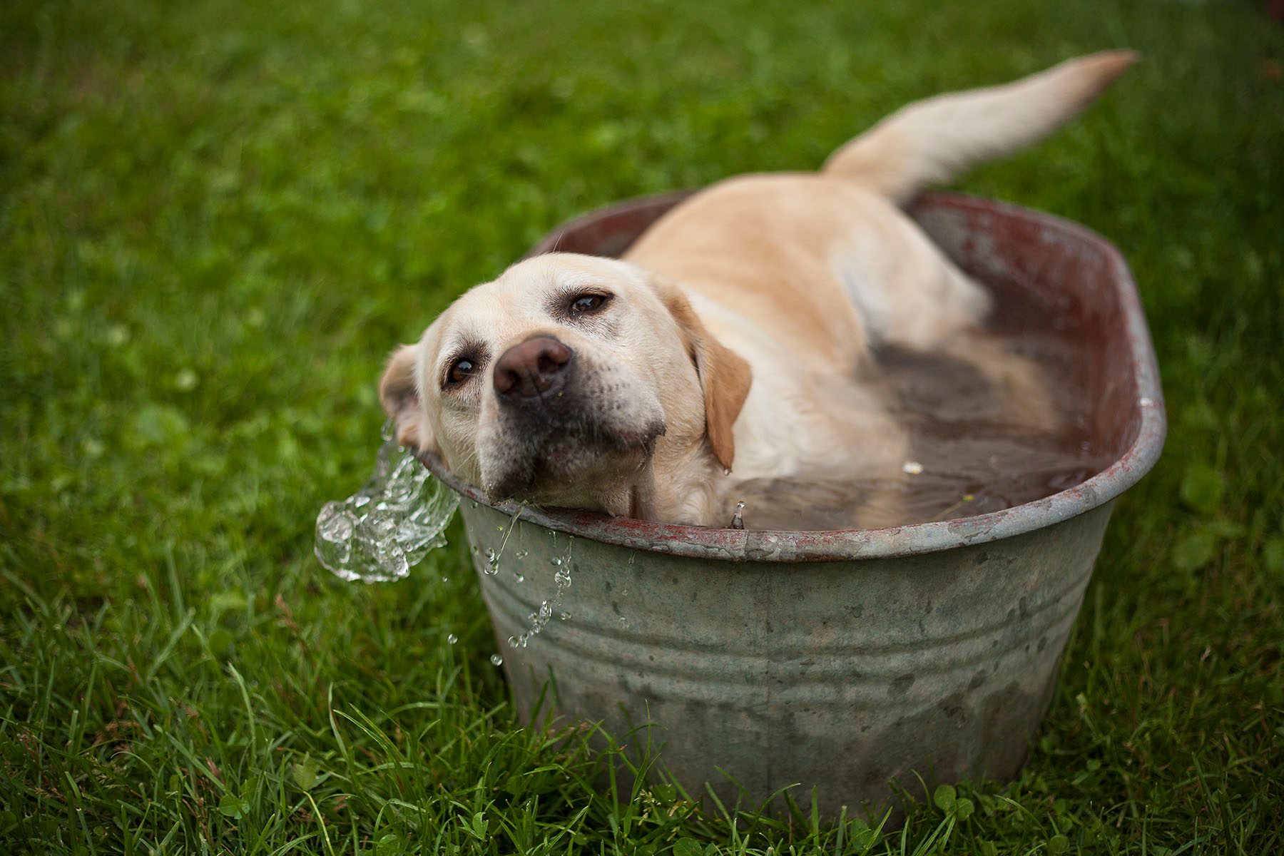 A dog in a tub of water