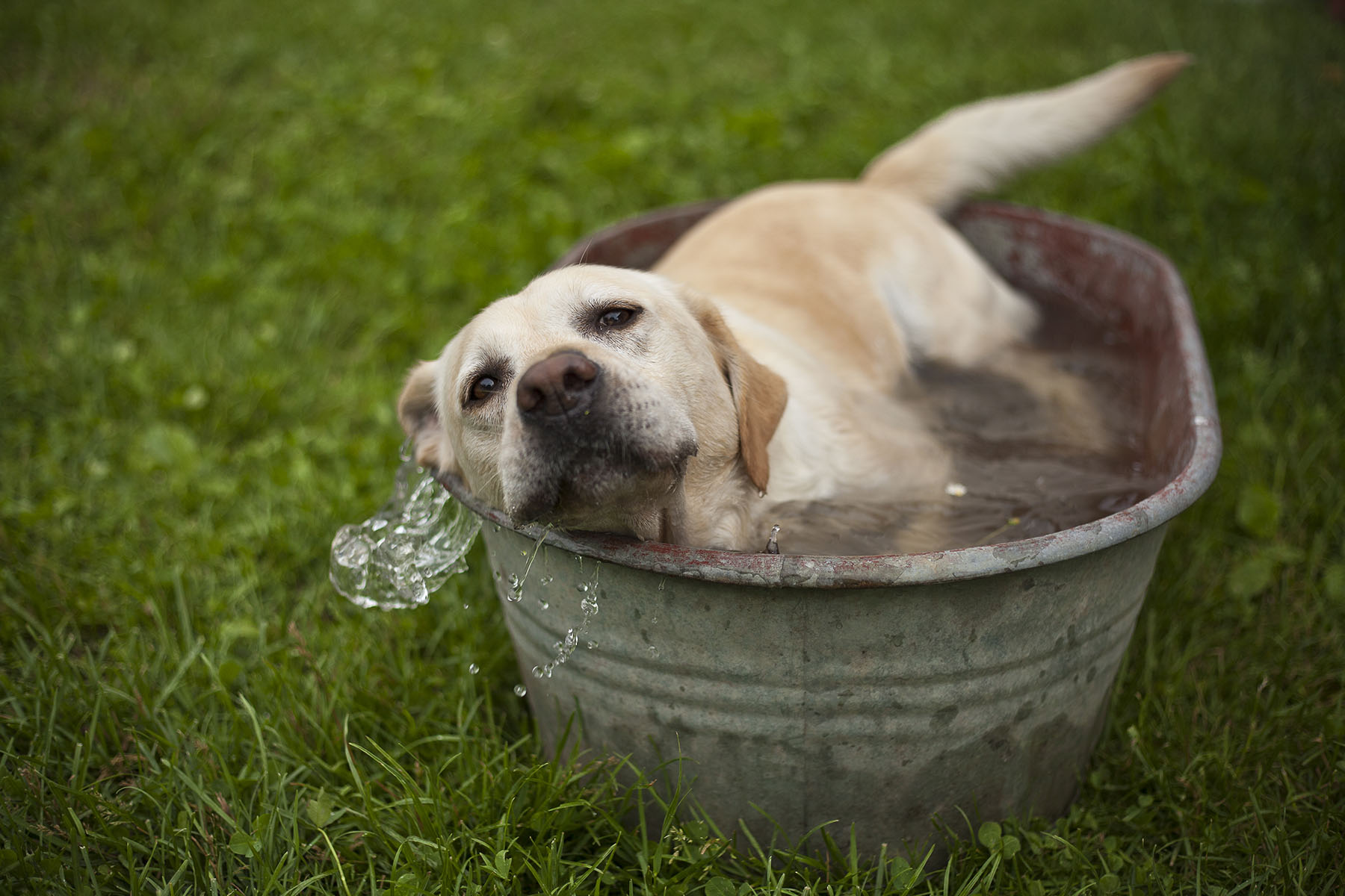 A dog in a tub of water