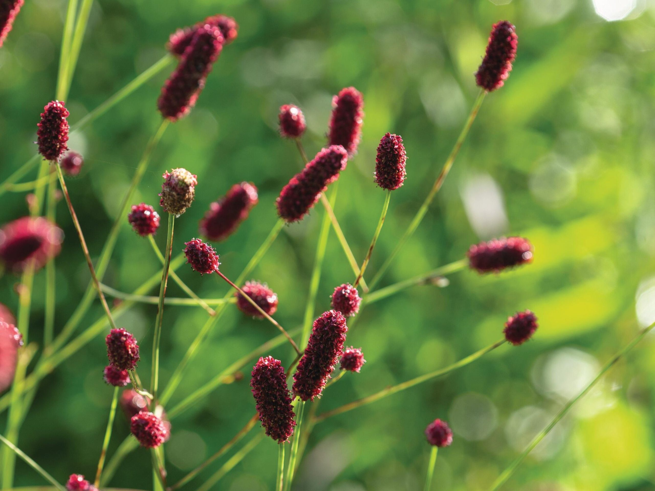 Pink flowered plant