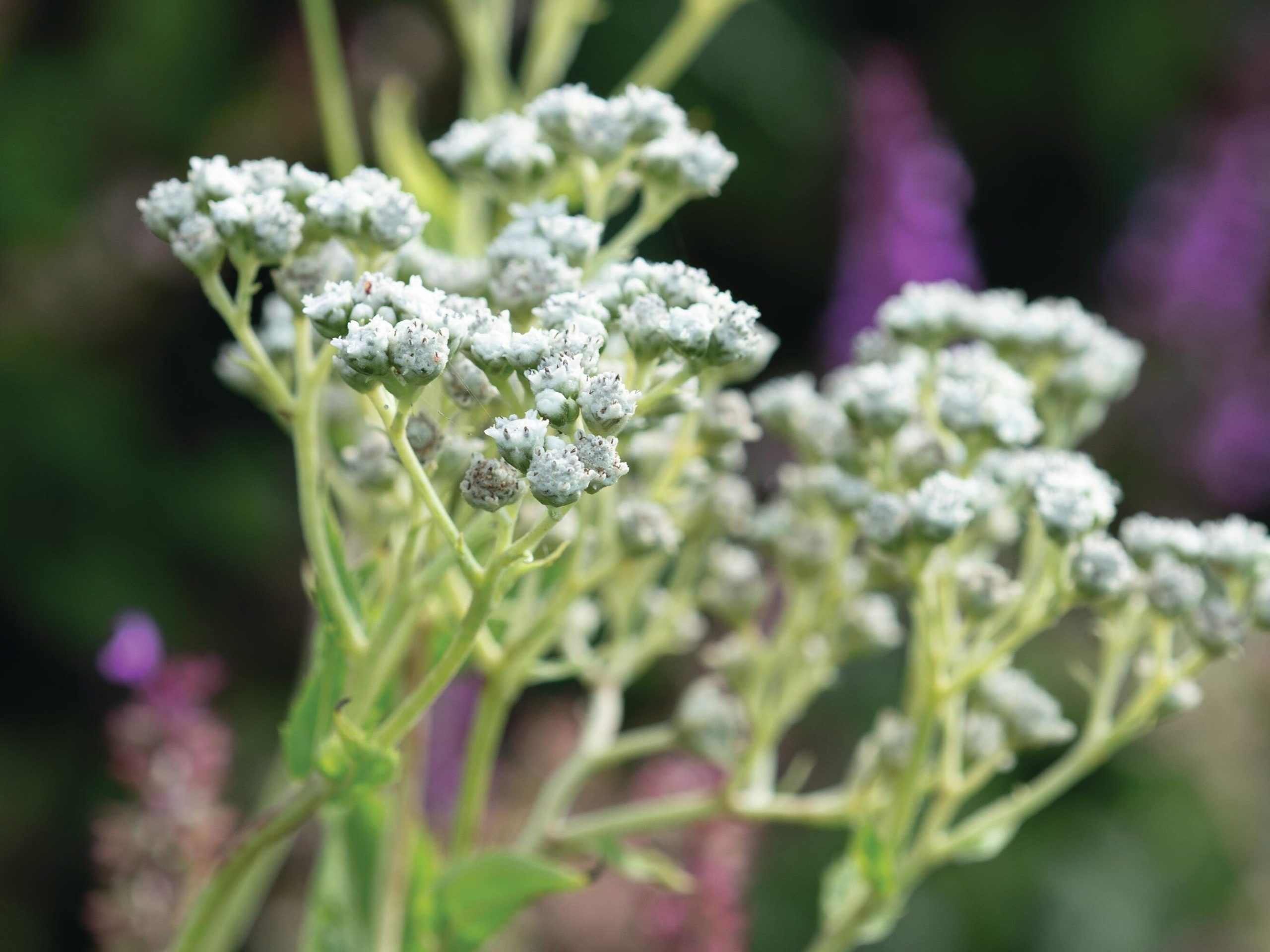White flowered plant