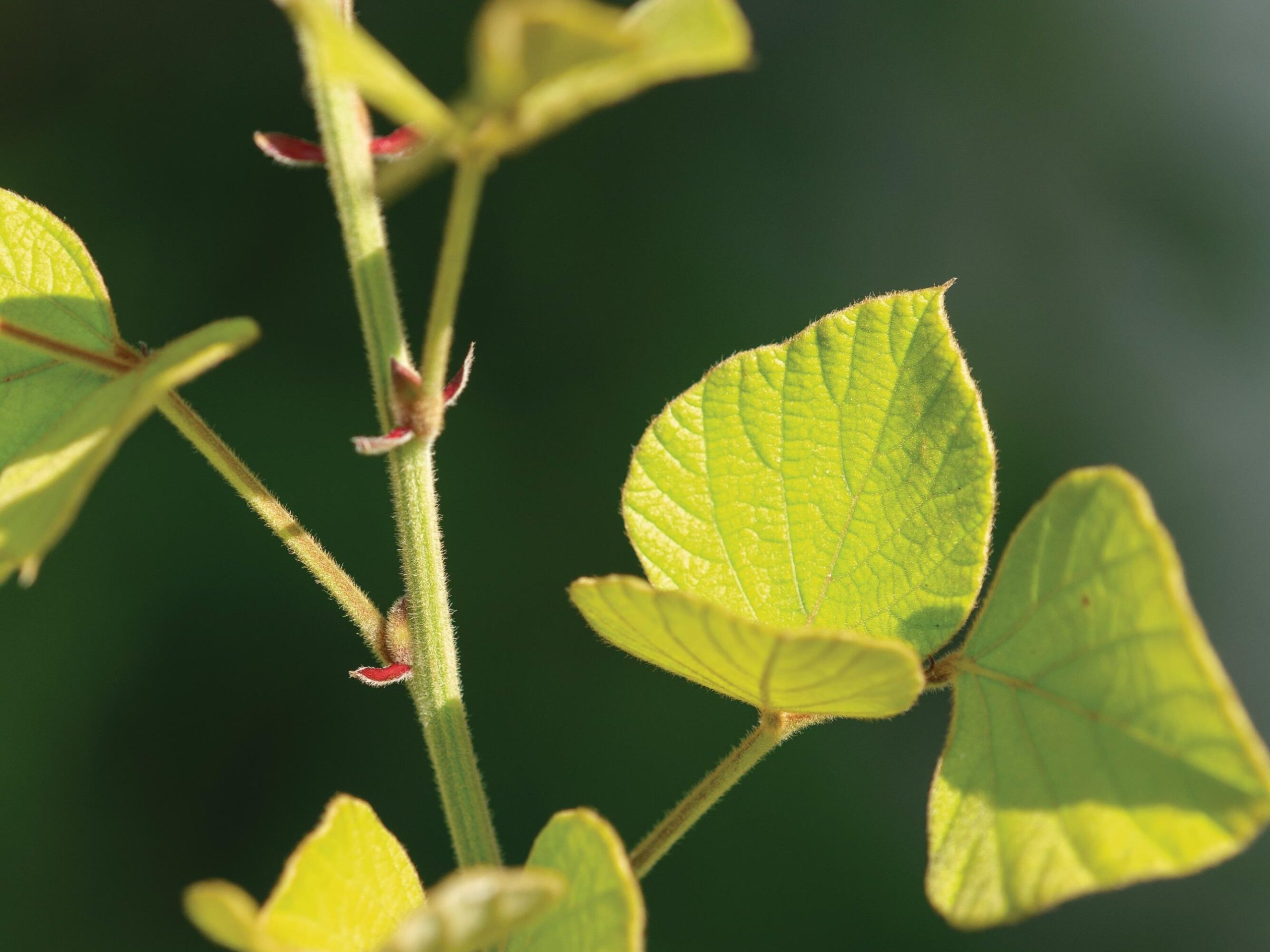 Plant with green leaves