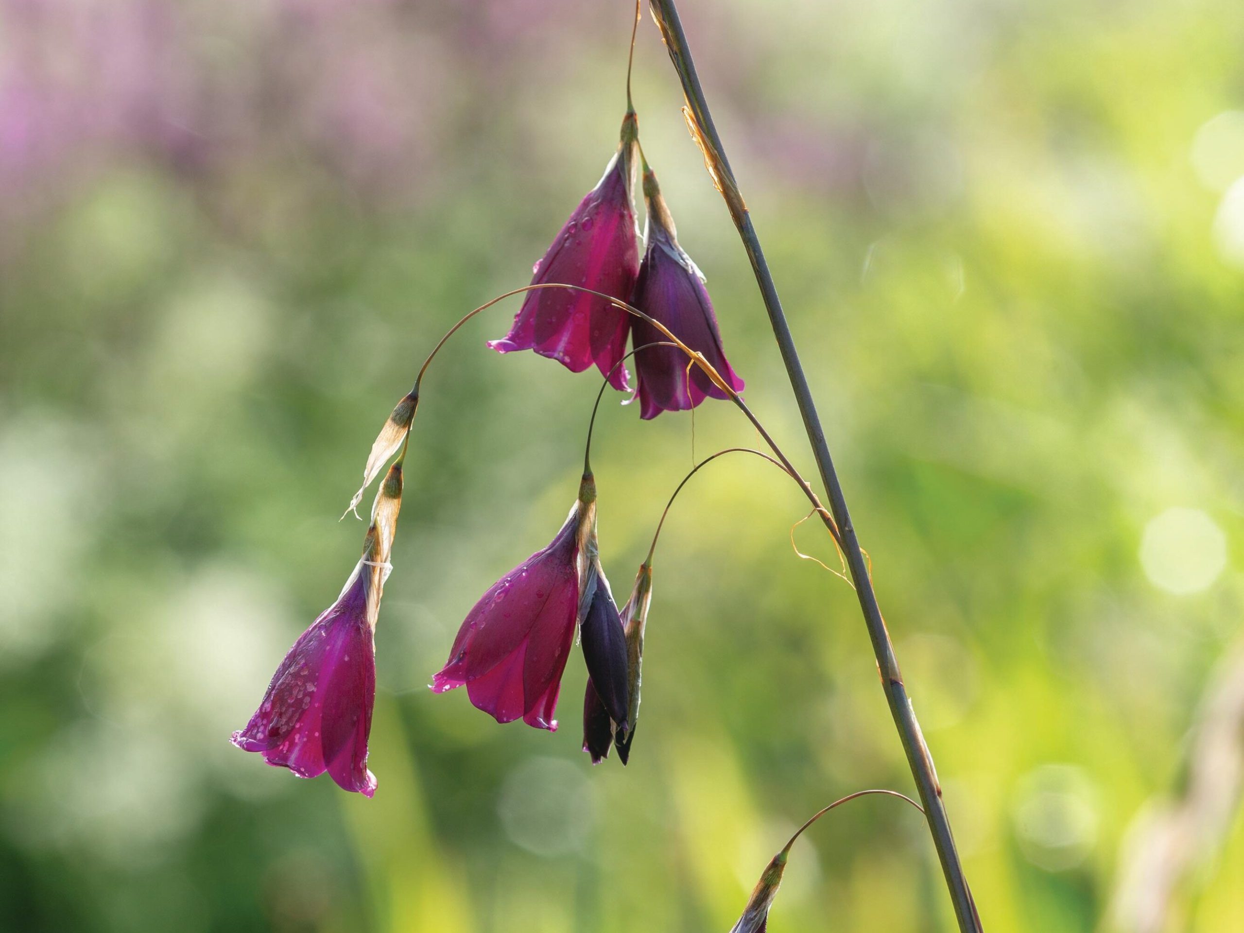 Pink flowers
