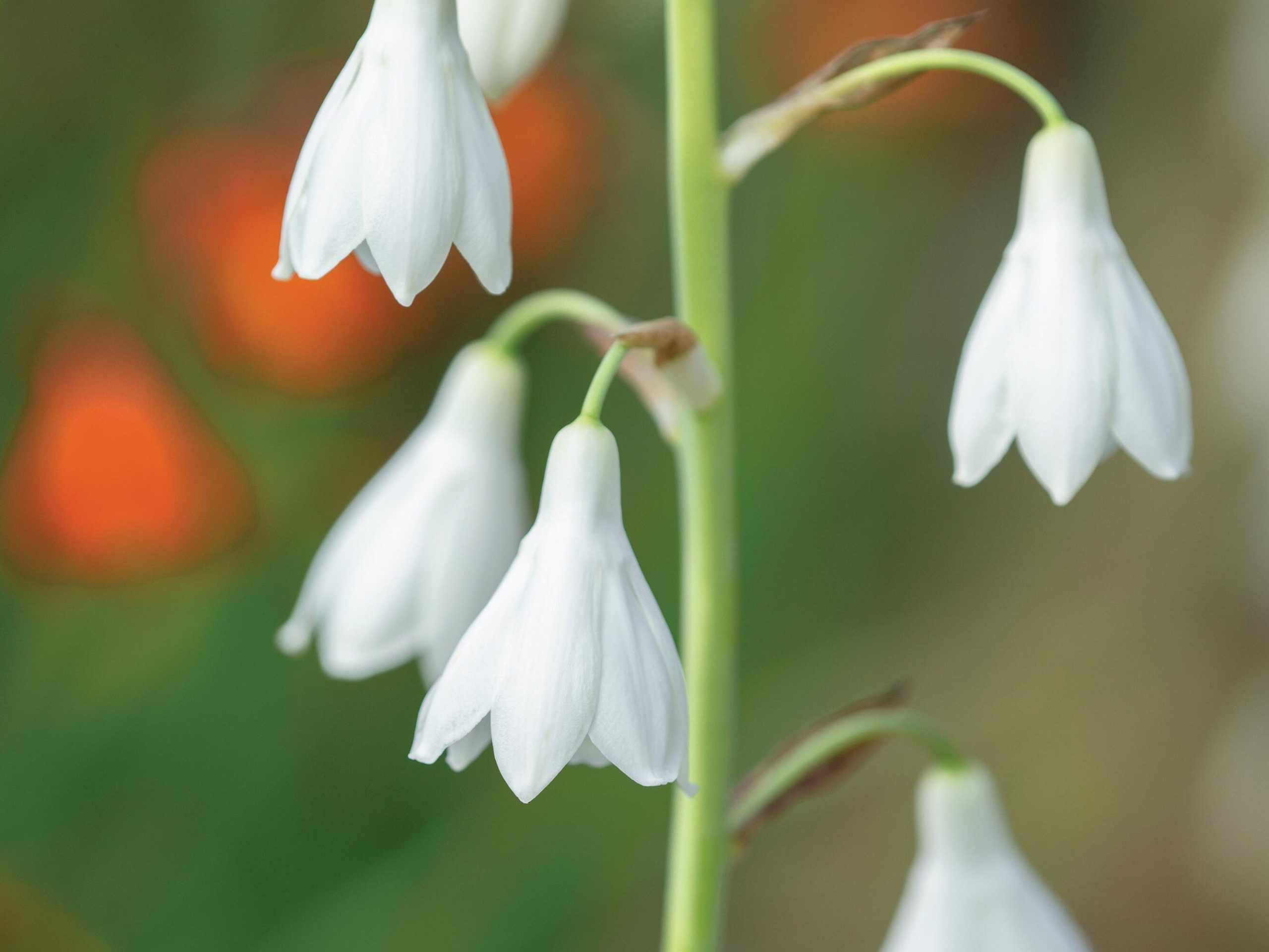 White flowers