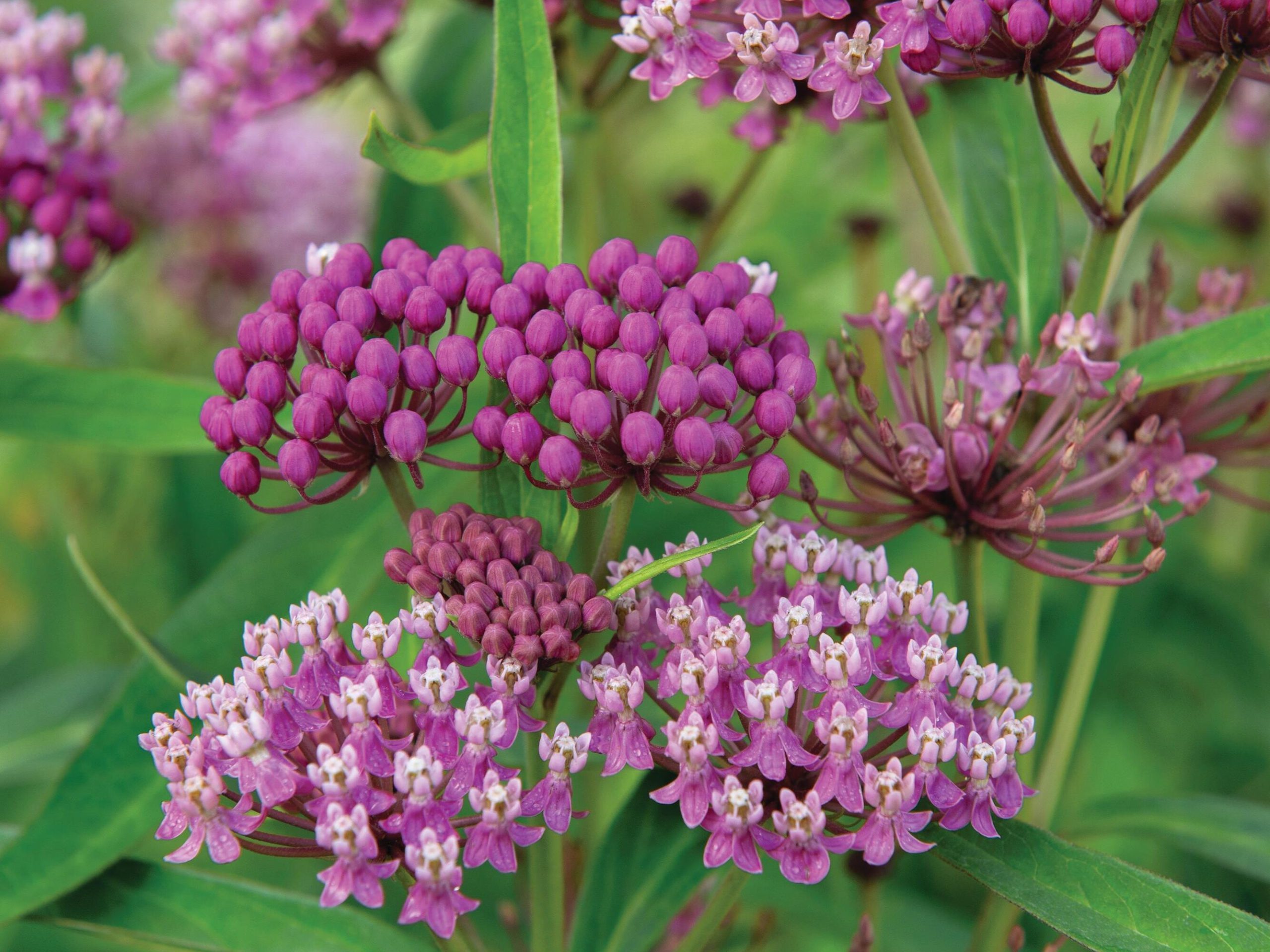 Asclepias incarnata pink flowers