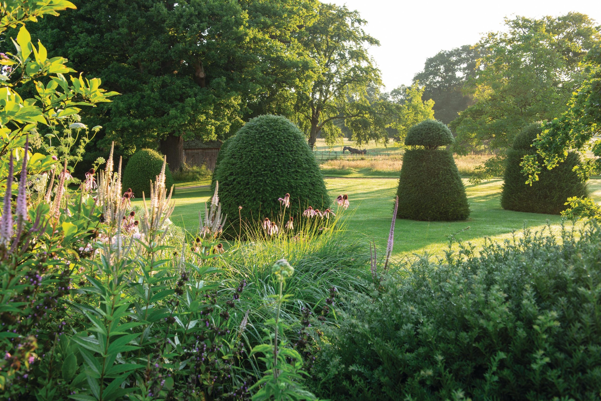 topiary yews in garden