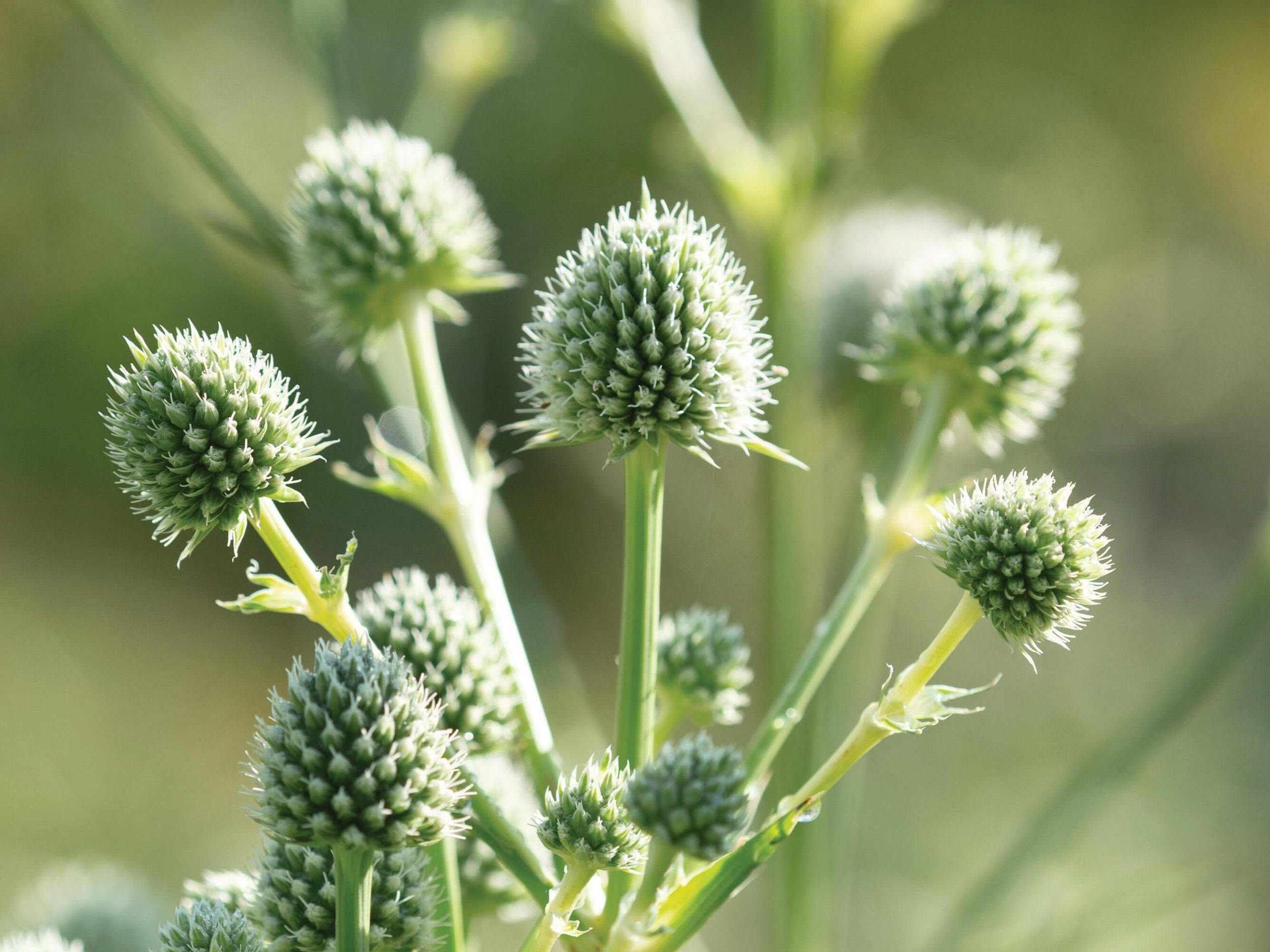 Thistles