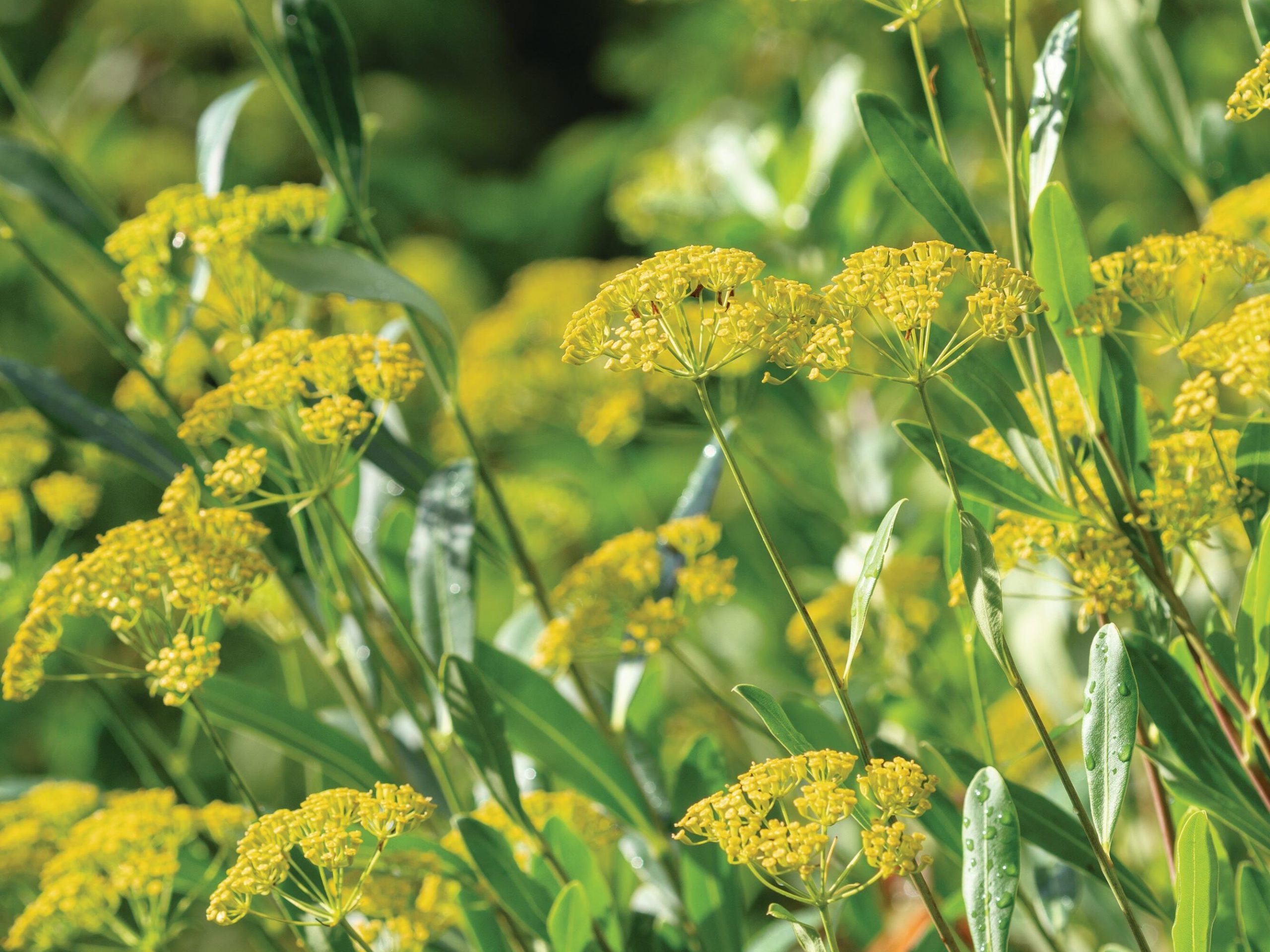 Yellow flowers