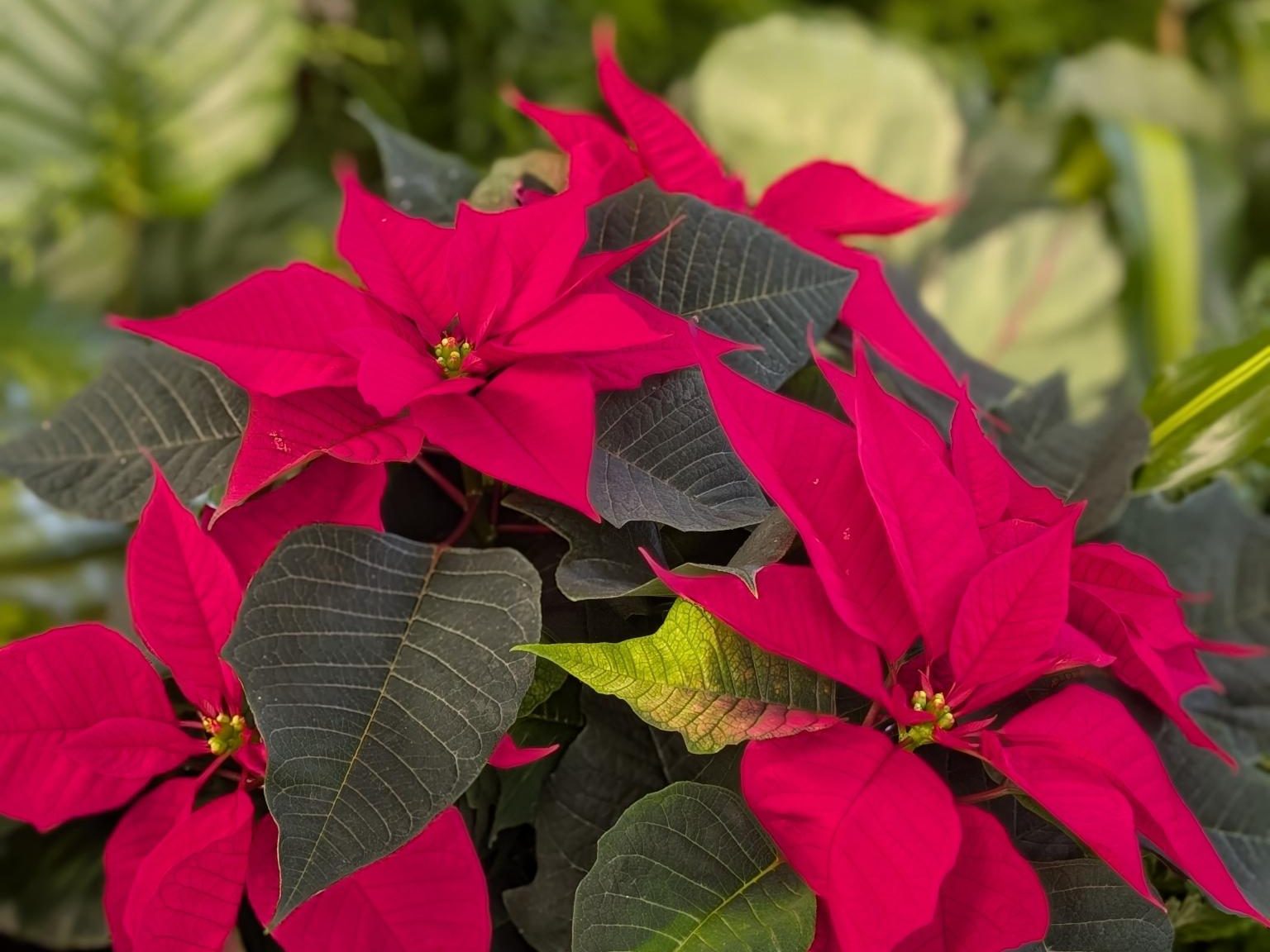 Poinsettia 'Crown of Christmas'