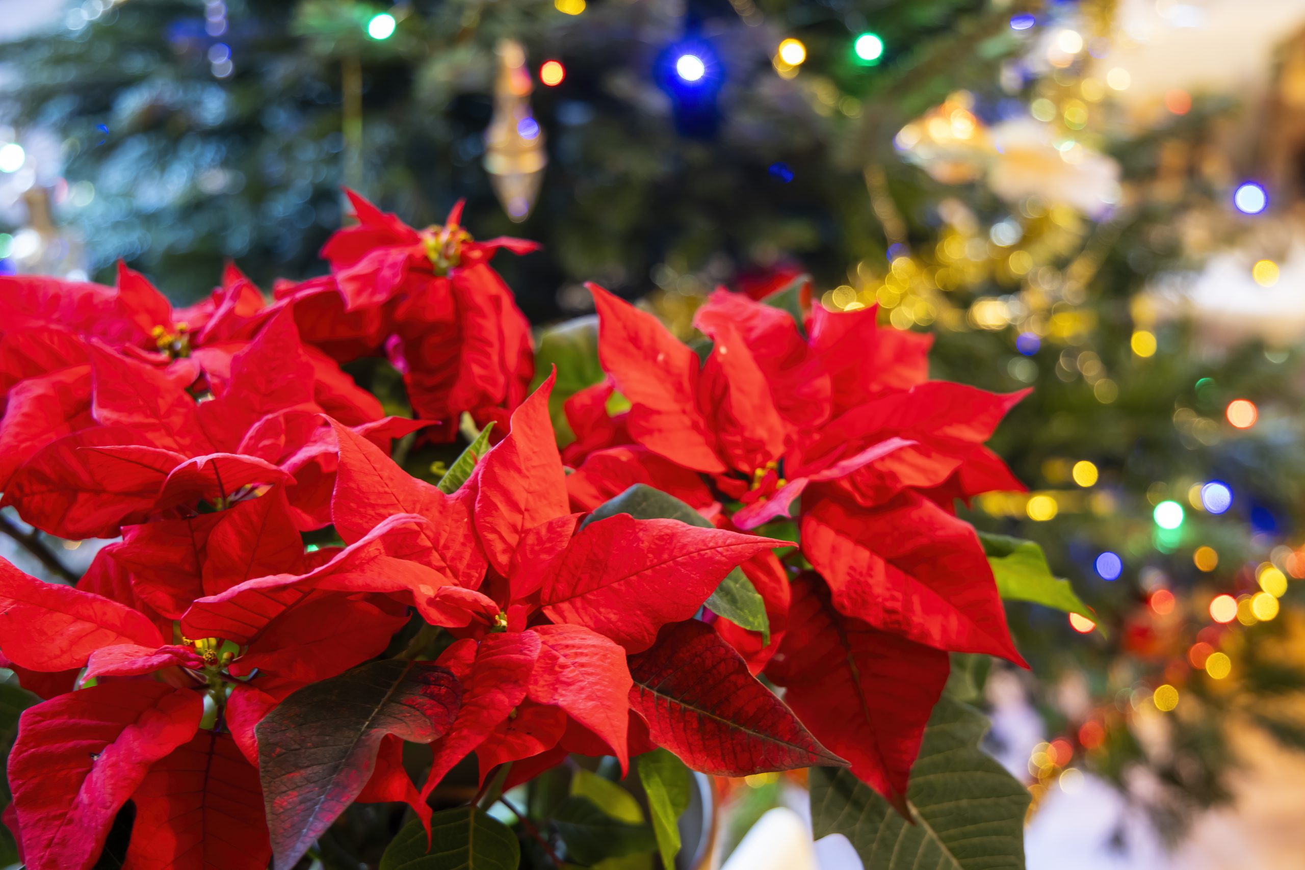 Poinsettia in bloom