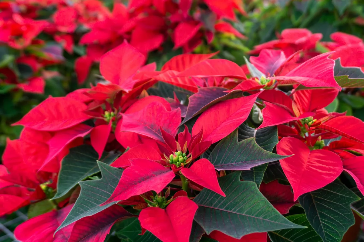 Poinsettia Poinsettia