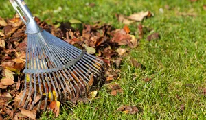 Raking leaves. Photo: Getty Images Collecting leaves with rake