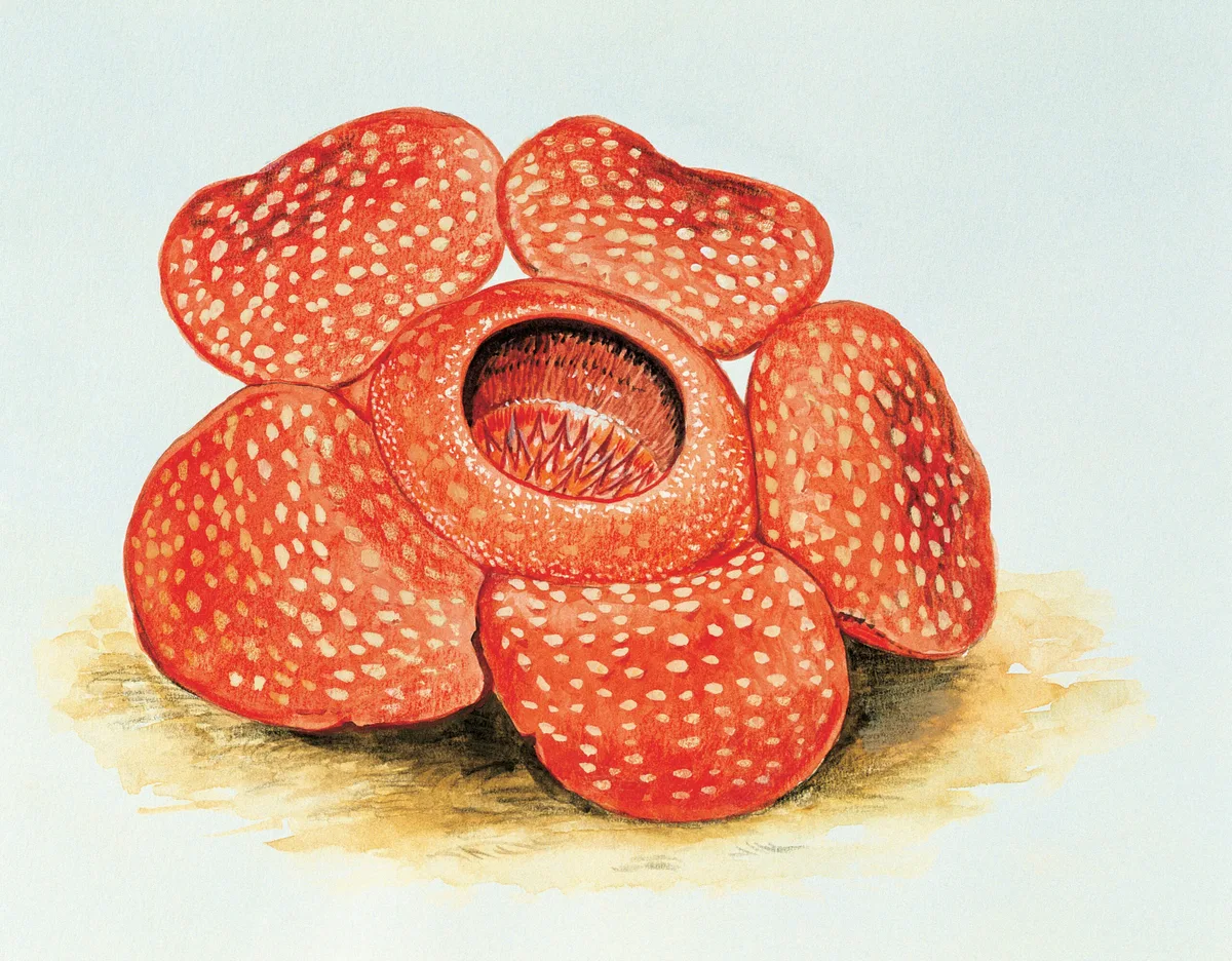 Rafflesia arnoldii Rafflesia arnoldii