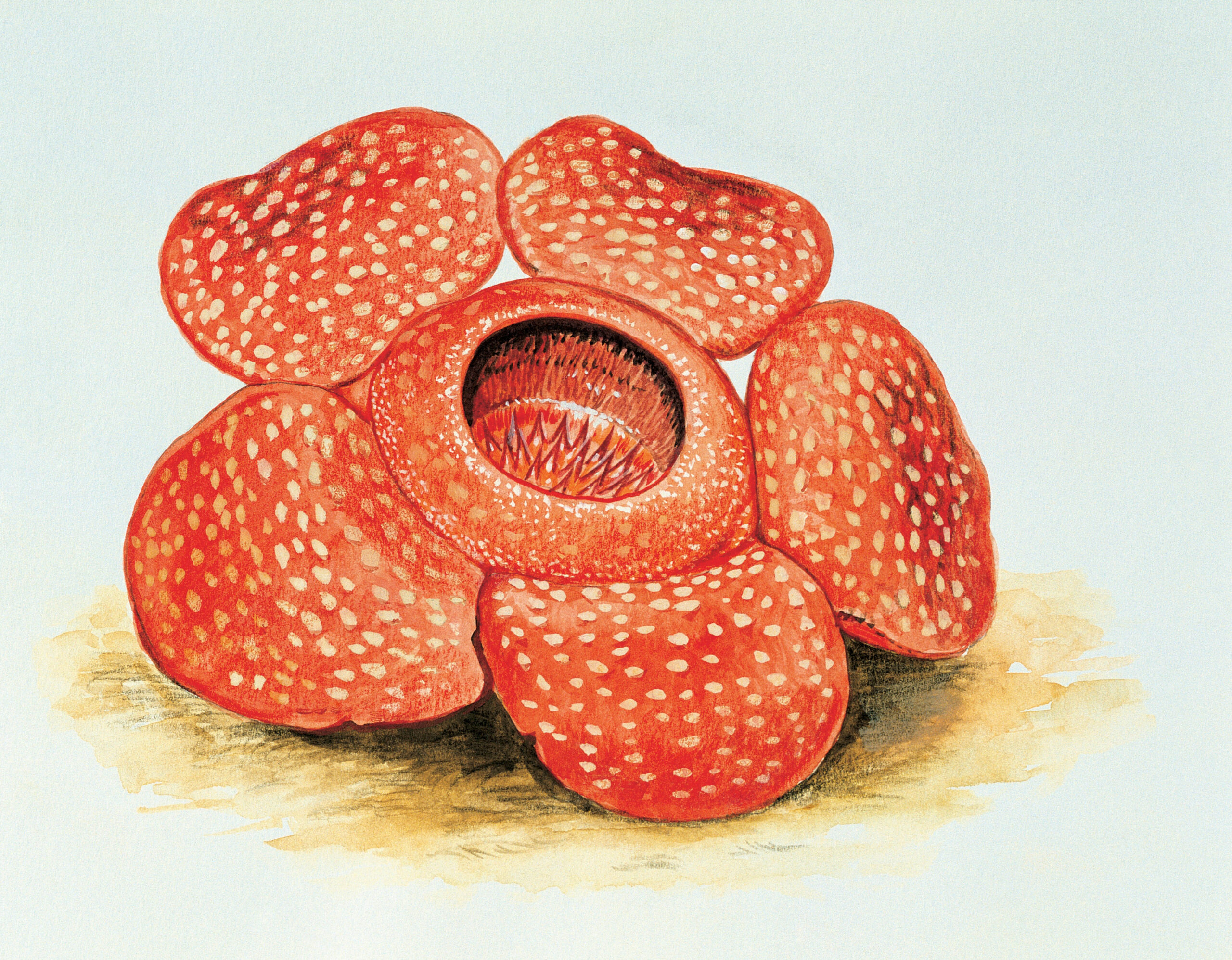 Rafflesia arnoldii