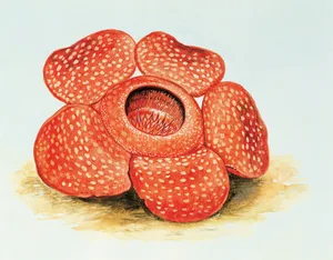 Rafflesia arnoldii Rafflesia arnoldii