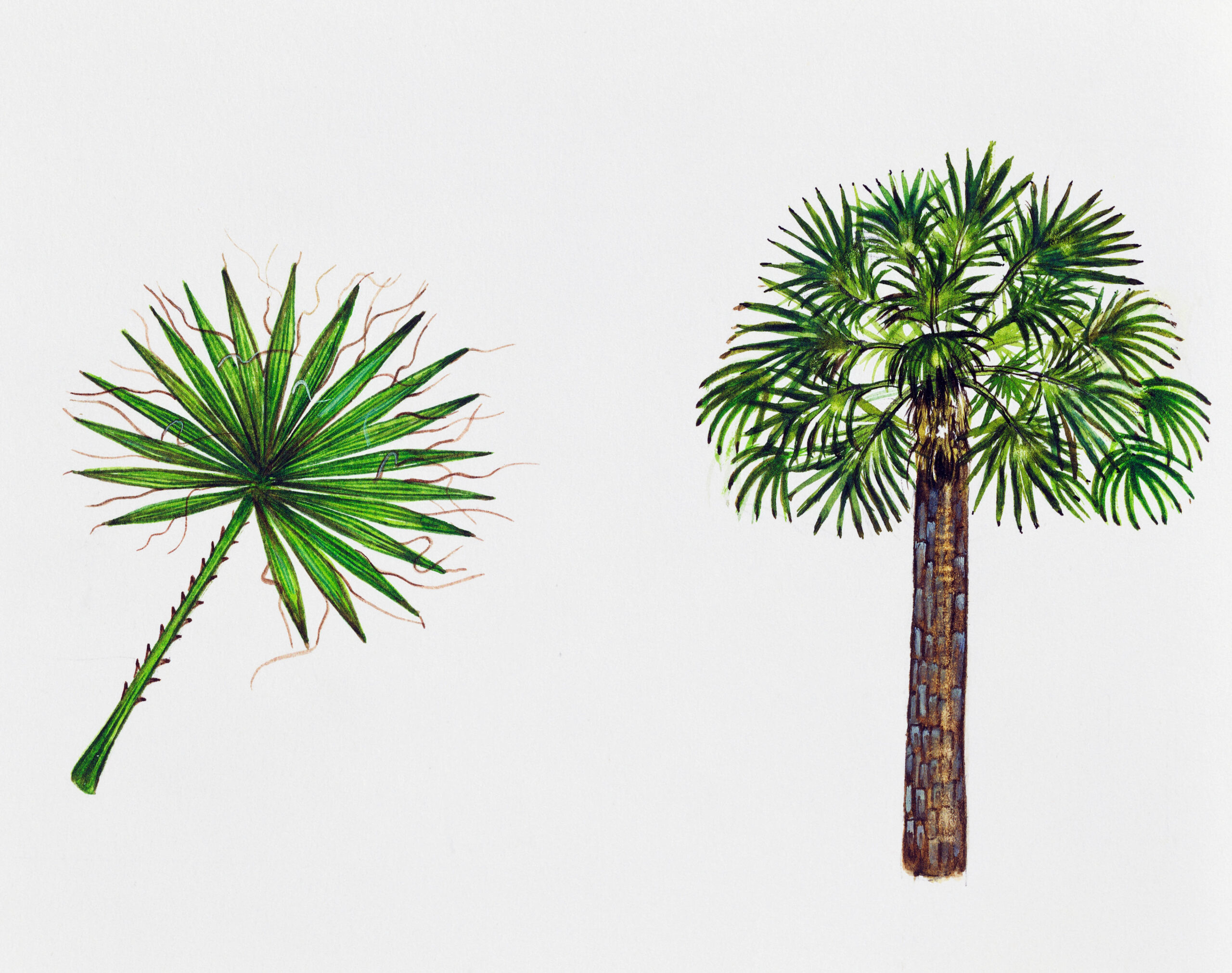 Washingtonia filifera
