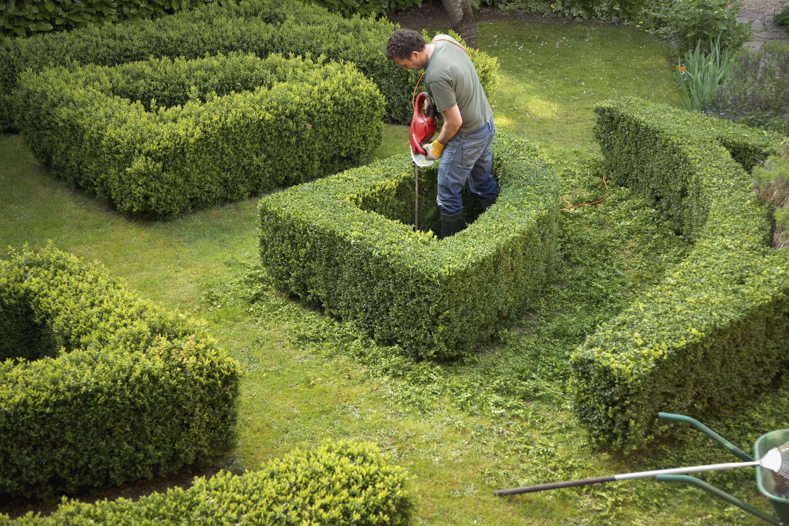 Gardener clipping topiary