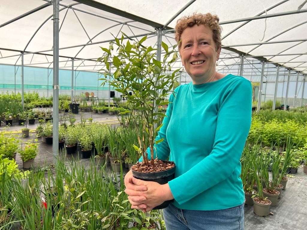 Woman stood in plant nursery