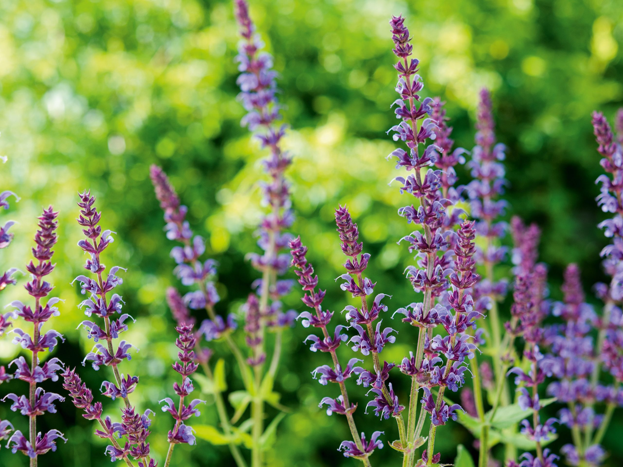 Marina Christopher/Phoenix Perennials Nurseryman's Choice - May Salvia pratensis 'Indigo'